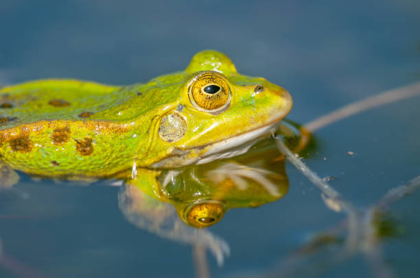 istock Black-headed frog ( Rana ridibunda ) in a pond in spring. 1381867942