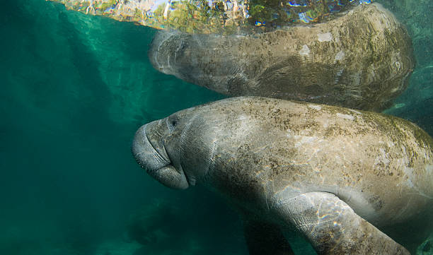 Manatee Reflection Left Side A Florida manatee (Trichechus manatus latirostrus) reflects off the surface of the placid water in the springs of Crystal River, Florida. trichechus manatus latirostrus stock pictures, royalty-free photos & images