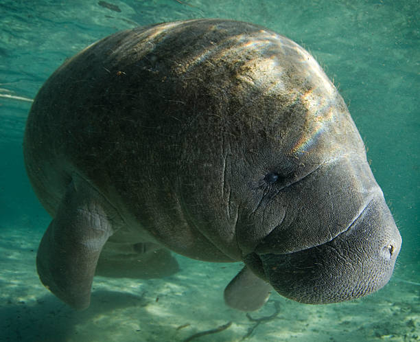 Manatee Profile A Florida manatee (Trichechus manatus latirostrus) shows his good side in the springs of Crystal River, Florida trichechus manatus latirostrus stock pictures, royalty-free photos & images