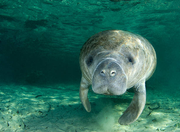 Manatee Portrait A manatee (Trichechus manatus latirostrus) swims along underwater in the springs of Crystal River, Florida endangered species stock pictures, royalty-free photos & images