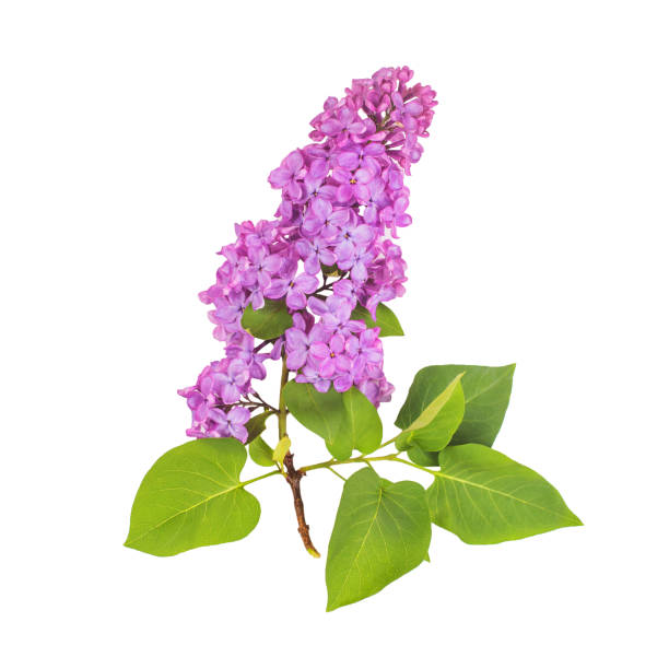 Blossoming lilac isolated on white background stock photo