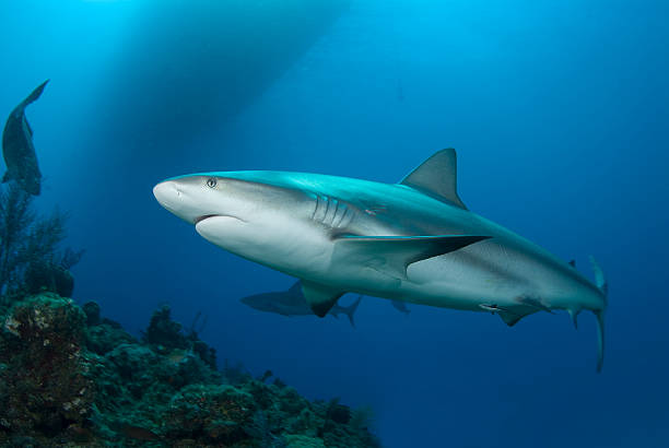 Reef Shark and Surface stock photo