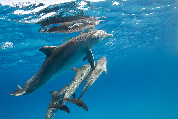 Dolphin con Pod - foto stock