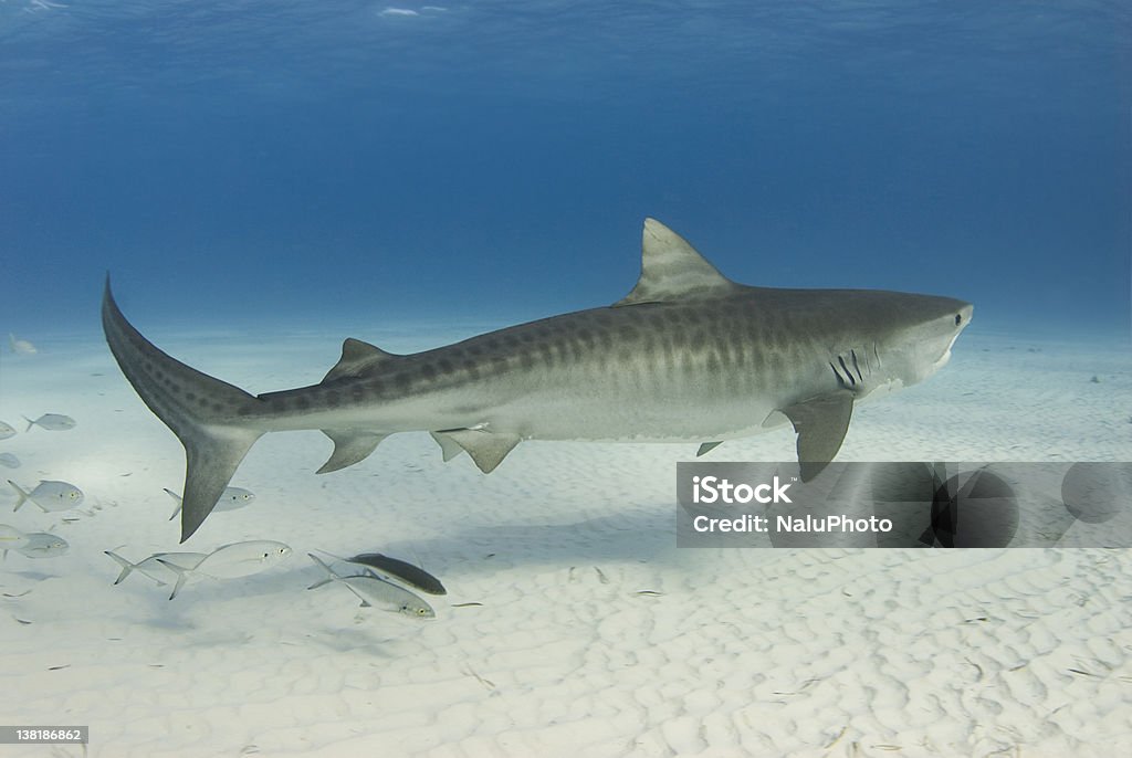 Graceful Tiger Shark A Tiger Shark (Galeocerdo cuvier) swims along the shallow water as a school of fish follows Tiger Shark Stock Photo