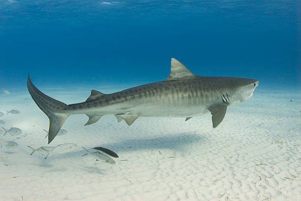 Graceful Tiger Shark stock photo