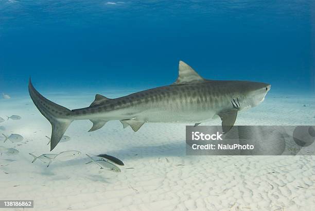 Graceful Tiger Shark Stock Photo - Download Image Now - Tiger Shark, Bahamas, Animal