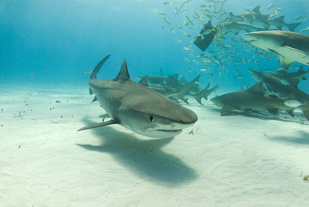 Squalo tigre con limoni nutrizione - foto stock