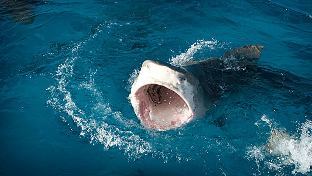 Open Mouth Surface Tiger Shark stock photo