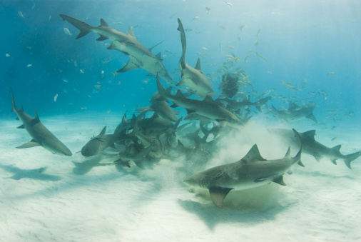 A school of lemon sharks (Negaprion brevirostris) stir up the white bottom as they scavenge for their share of food.