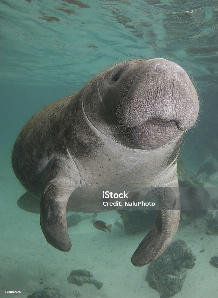 Swimming Manatee Florida manatee swims through the spring water. Manatee Stock Photo