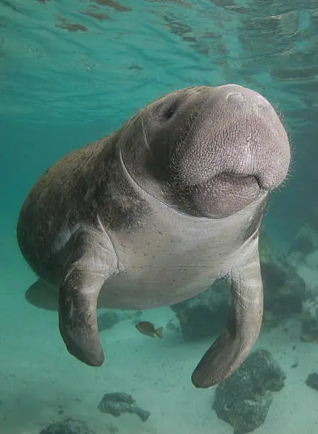 Florida manatee swims through the spring water.