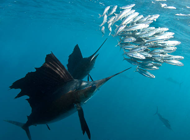 istock Sailfish with Bait ball 138186926