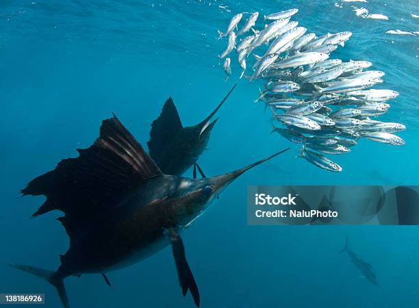 Sailfish With Bait Ball Stock Photo - Download Image Now - Sailfish, Underwater, Fish