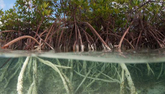 Red mangroves in the Bahamian shallow waters.