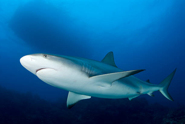 istock Solo Caribbean Reef Shark Swimming 138186941