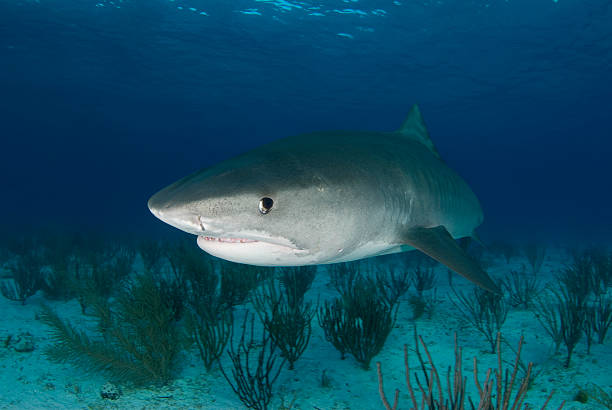 istock Tiger Shark (Galeocerdo cuvier) with Soft Coral 138186947