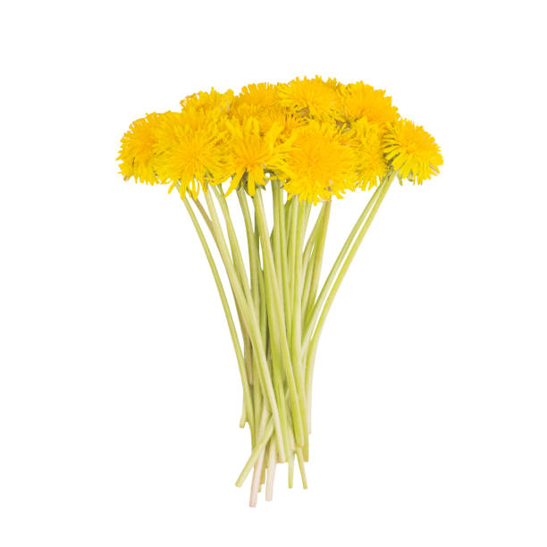 bouquet von gelbem frühlingszahn isoliert auf weißem hintergrund - dandelion wildflower field flower stock-fotos und bilder