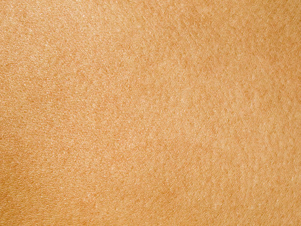 peau humaine - skin texture photos et images de collection