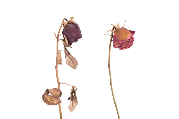 istock wo dry red roses isolated on white background 1381875387