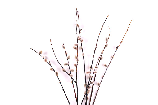 Branches of a flowering willow are isolated on a white background