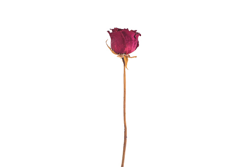 Dry red rose isolated on white background