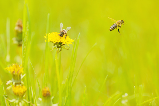 Green spring background. The bee flies against the background of summer fresh grass. Yellow dandelions grow in a meadow. Wild nature. Insect pollinates a flower