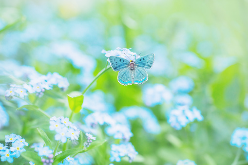 Summer background. A blue butterfly sits on a blue spring flower in a meadow. Natural abstract background