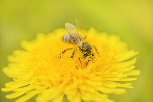 Green spring background. The bee collects pollen on a yellow dandelion grow on a meadow. Wild nature. Insect pollinates a flower
