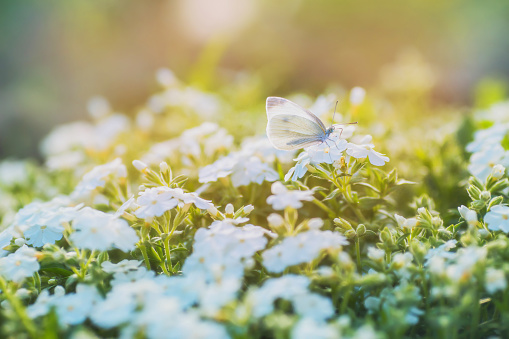 Summer background toned in blue and yellow. A white butterfly sits on a white spring flower in a meadow. Natural abstract background. Wild nature