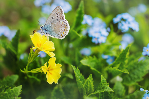 A beautiful blue butterfly sits on a yellow spring flower. Beautiful summer natural background. Macro photography of insects