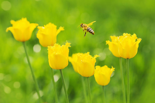 A yellow bee flies against the background of summer flowers. Beautiful yellow tulips grow in the garden. Macro photograph of wild nature