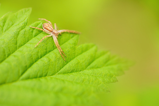 Summer background toned in green. The orange spider sits on a green leaf. Natural abstract background. Wild nature.