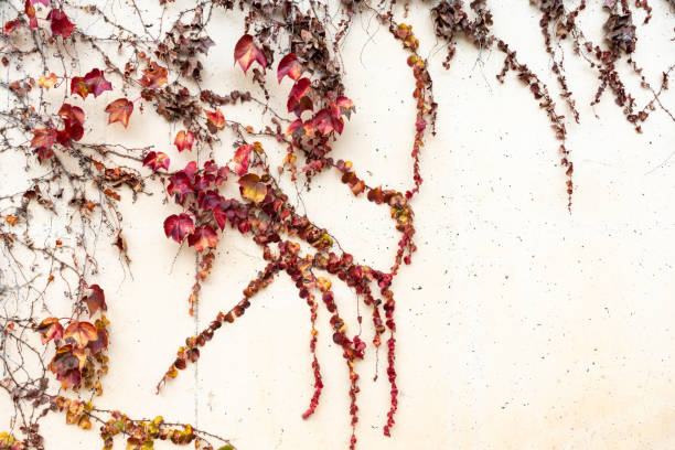 istock autumn texture with ivy leaves. 1381891491
