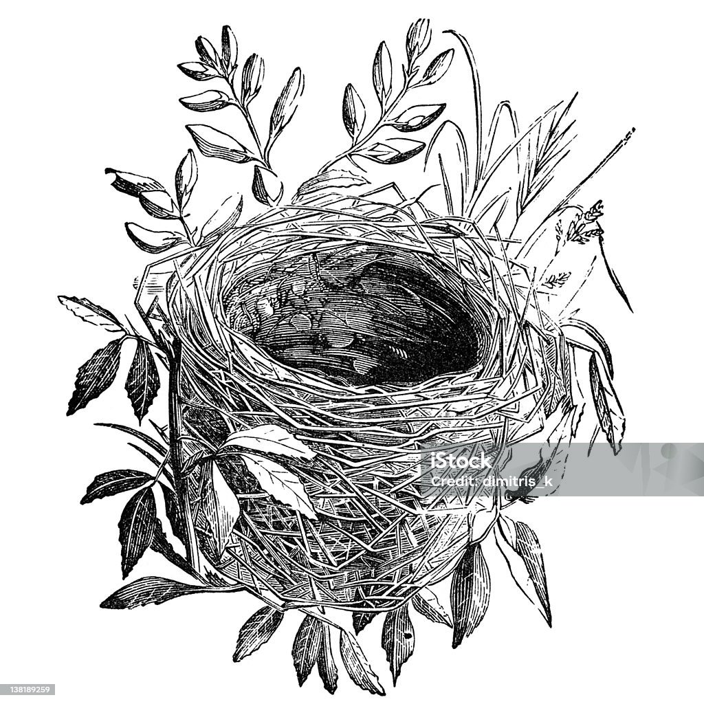 Illustrazione d'epoca di uccello Nido - Foto stock royalty-free di Illustrazione
