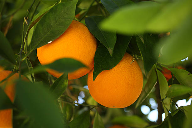 Pomarańcze rosnące na drzewie – zdjęcie