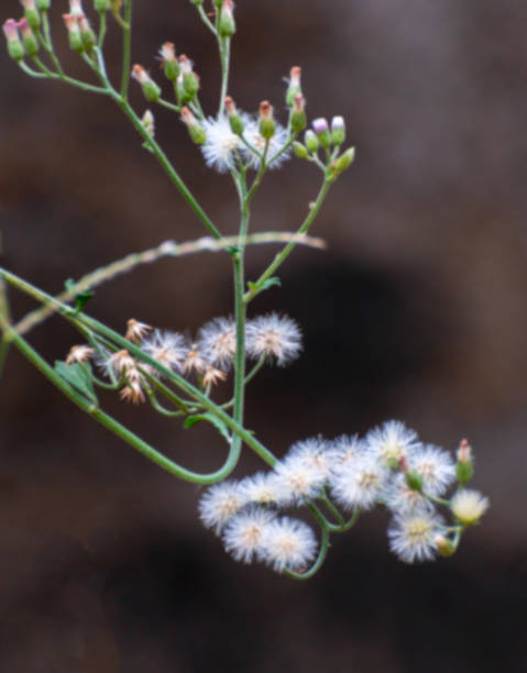 istock Blurred image of beautiful white flowers, Howrah, West Bengal, India 1381898038