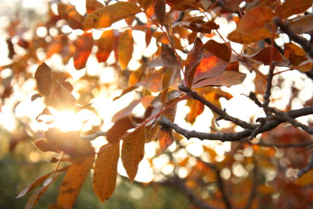 istock Red autumn leaves in forest 138190215