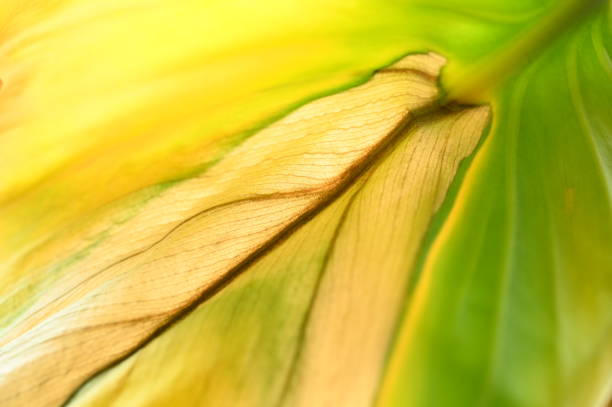 close up green leaf, nature background
