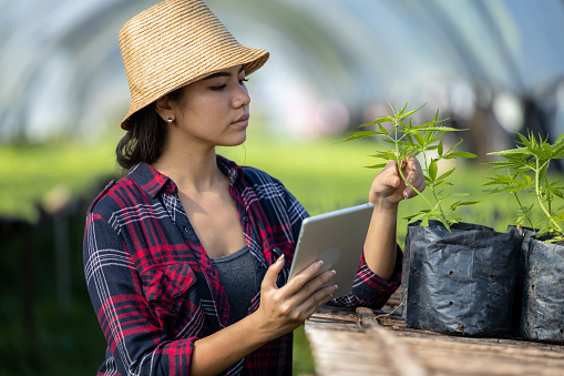 Young asian woman smart farmer with cannabis, Asian farmer using tablet modern technology to monitor control marijuana or cannabis plantation in greenhouse, Business agricultural cannabis farm.