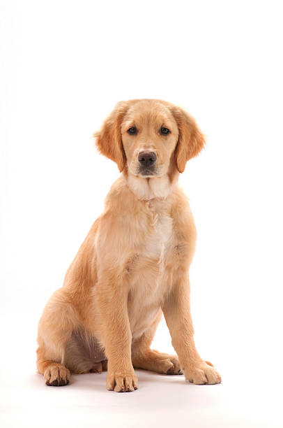 golden retriever cachorro - dog sitting fotografías e imágenes de stock