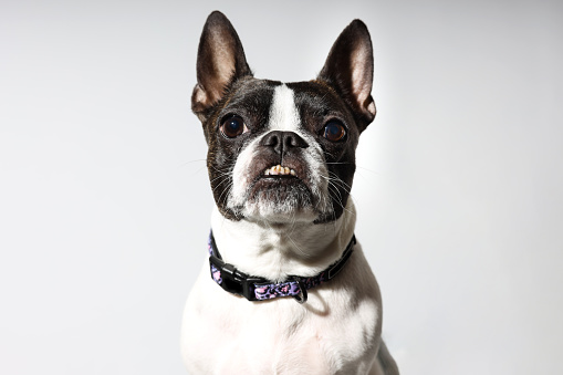 Funny Portrait of small breed dog on white background