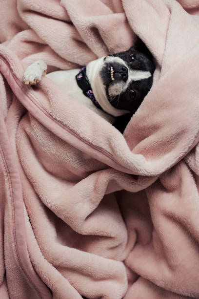 istock Small Breed Dog Wrapped up Cozy in a Blanket 1381918540