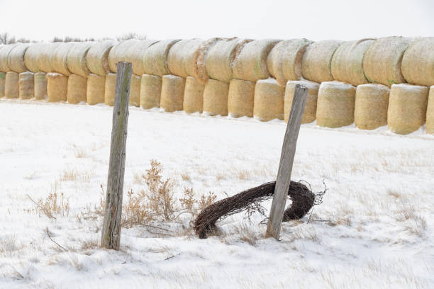 Old rotten wooden pole with barbed wire. Round bales of straw in the background. Foggy early morning, field, yellowed grass and tree leaves. Fields of Germany.