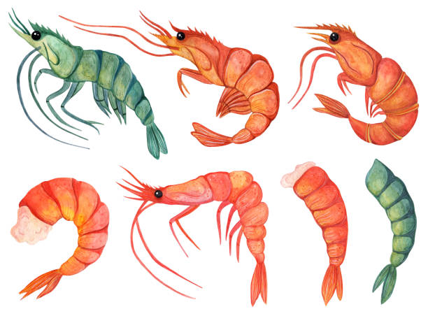 istock Fresh and cooked shrimp watercolor set. Hand drawn illustration isolated on white background. Seafood sketch, raw and boiled prawn meat. Sea animals in a shell. Healthy food, snack 1381923446