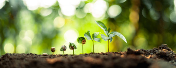 istock Growth Trees concept Coffee bean seedlings nature background 1381923523