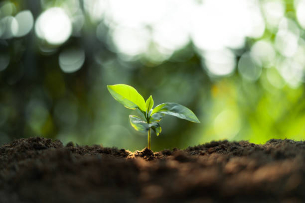 croissance arbres concept plants de grains de café nature arrière-plan - coffee plant photos et images de collection