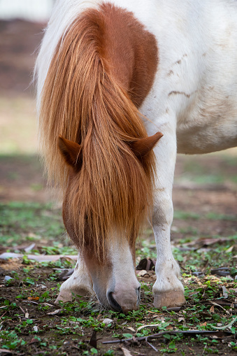 Small pony close up eating grass