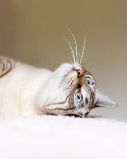 istock A playful cream-colored tabby or lynx point kitten with blue eyes is lying down on a bed and looks up 1381926762