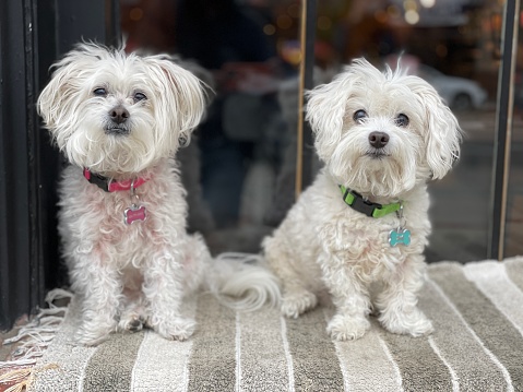 Two adorable Maltese poodle twins sitting in window sill.