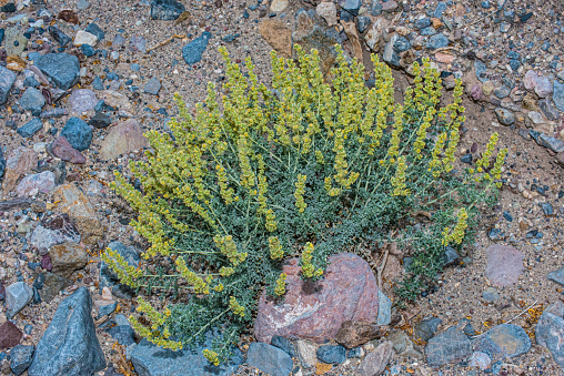 Ambrosia dumosa, the burro-weed or white bursage, a North American species of plants in the sunflower family  and found in Death Valley National Park, California. Asteraceae.